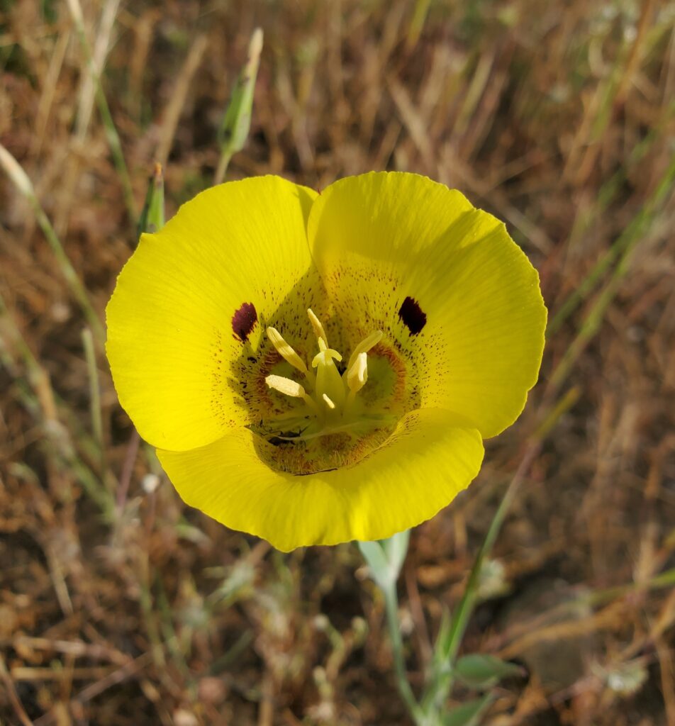 Calochortus luteus - yellow mariposa tulip