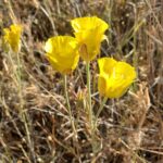 Calochortus luteus - yellow mariposa tulip