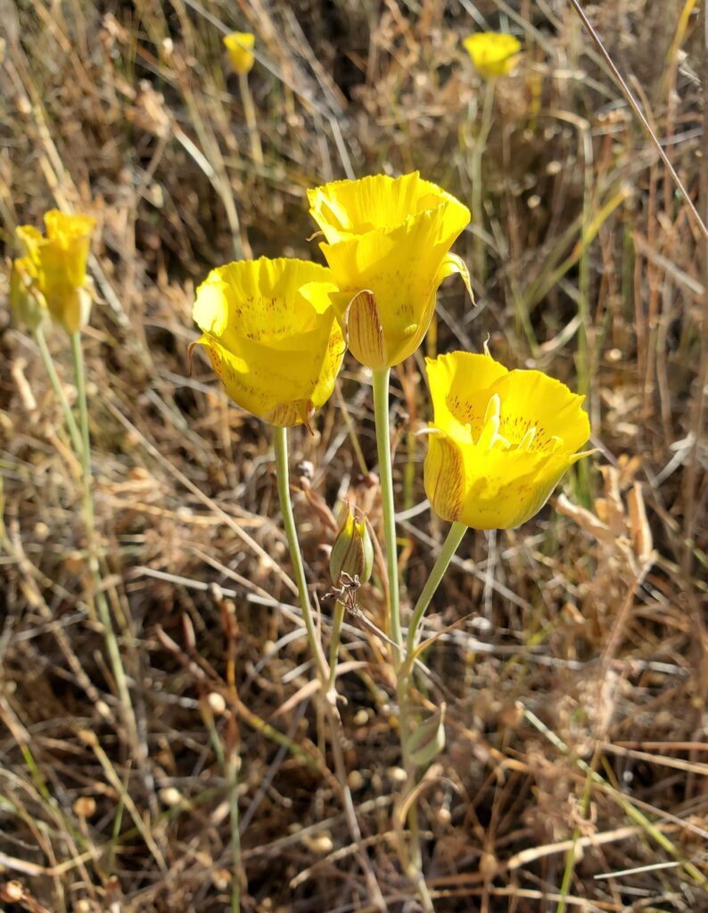 Calochortus luteus - yellow mariposa tulip