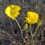 Calochortus luteus - yellow mariposa tulip