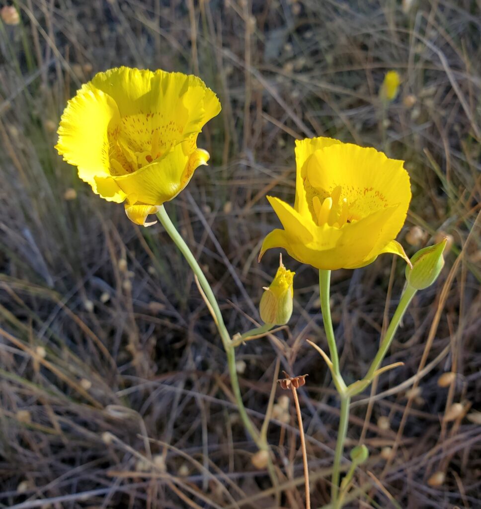Calochortus luteus - yellow mariposa tulip