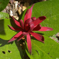 Calycanthus occidentalis