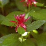 Calycanthus occidentalis - western spice bush