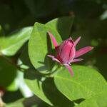 Calycanthus occidentalis - western spice bush