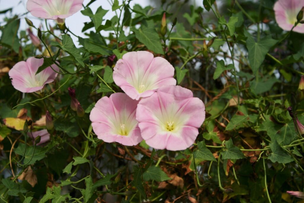 Calystegia purpurata ssp. purpurata - purple western morning glory