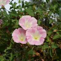 Calystegia purpurata ssp. purpurata