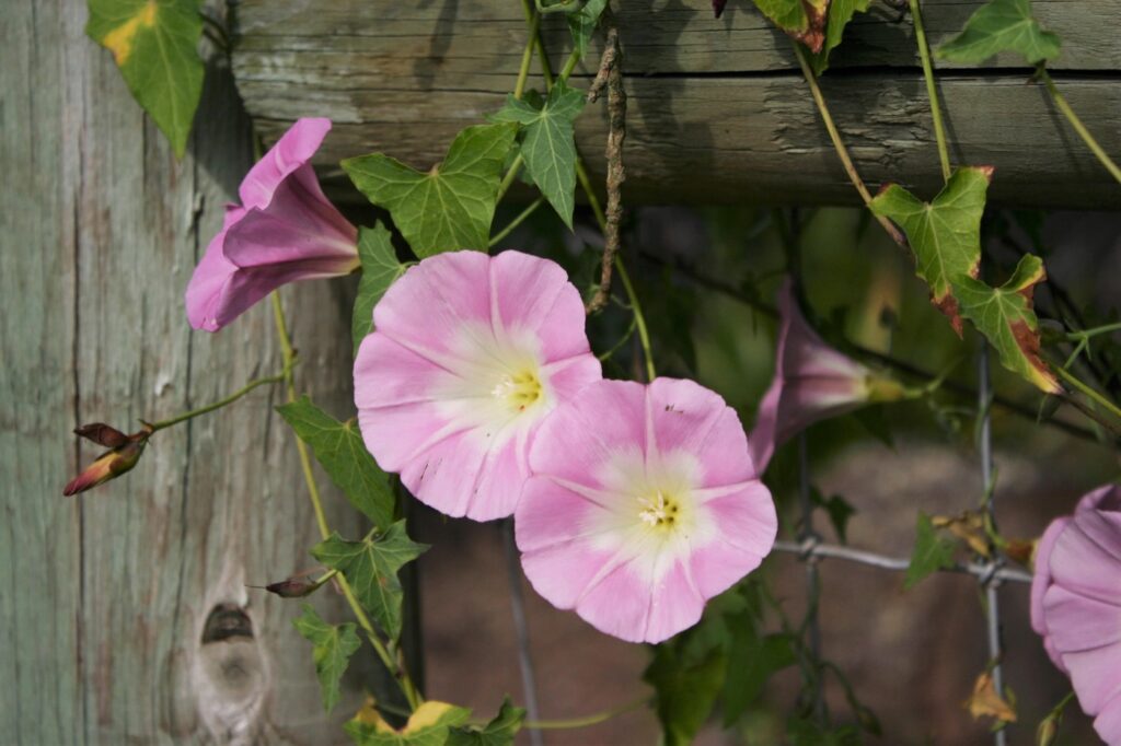 Calystegia purpurata ssp. purpurata - purple western morning glory