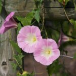 Calystegia purpurata ssp. purpurata - purple western morning glory