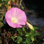 Calystegia purpurata ssp. purpurata 'Palomarin' - purple western morning glory