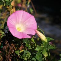 Calystegia purpurata ssp. purpurata ‘Palomarin’