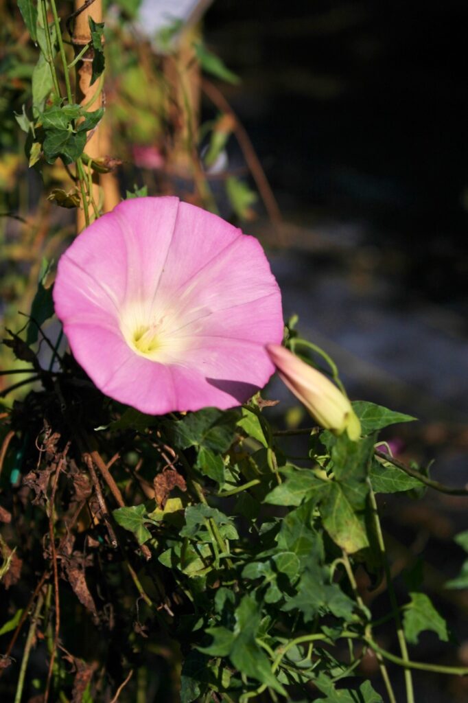 Calystegia purpurata ssp. purpurata 'Palomarin' - purple western morning glory