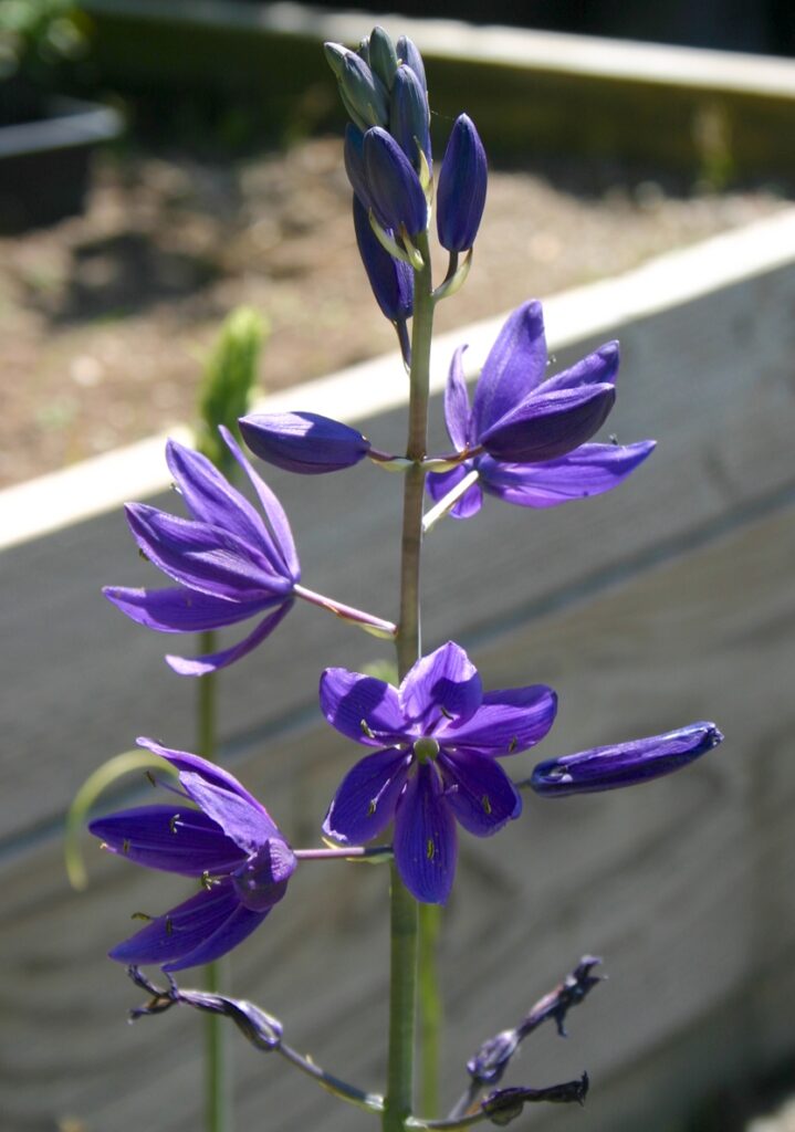Camassia leichtlinii ssp. suksdorfii - great camas