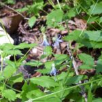 Campanula (Asyneuma) prenanthoides - California harebell