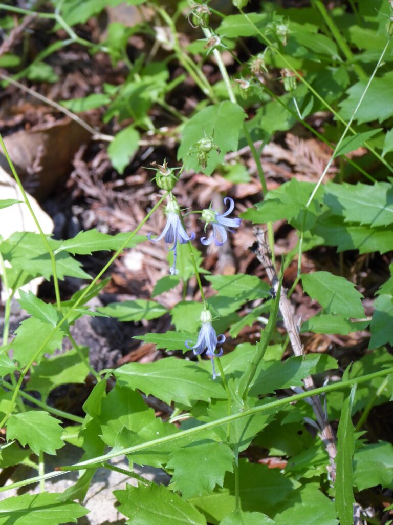 Campanula (Asyneuma) prenanthoides - California harebell
