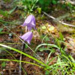Campanula rotundifolia - harebell