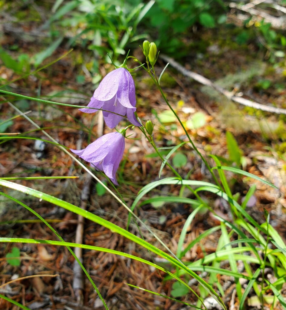 Campanula rotundifolia - harebell