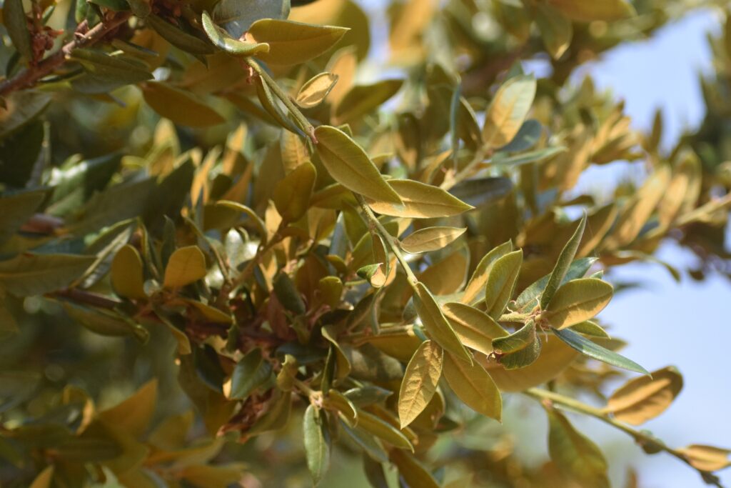Quercus chrysolepis - canyon live oak