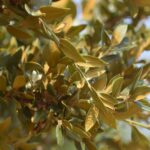 Quercus chrysolepis - canyon live oak
