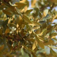 Quercus chrysolepis - canyon live oak