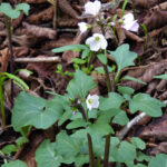 Cardamine californica - milk maids
