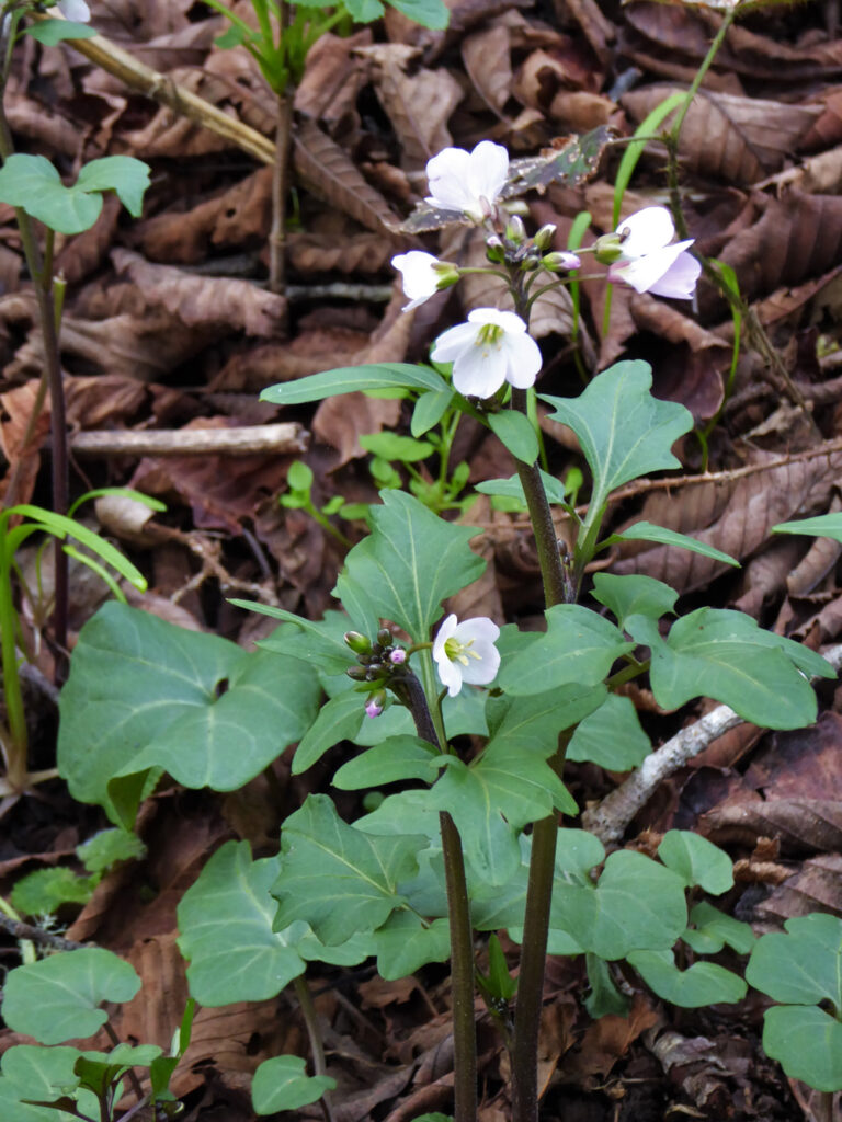 Cardamine californica - milk maids