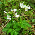 Cardamine californica - milk maids