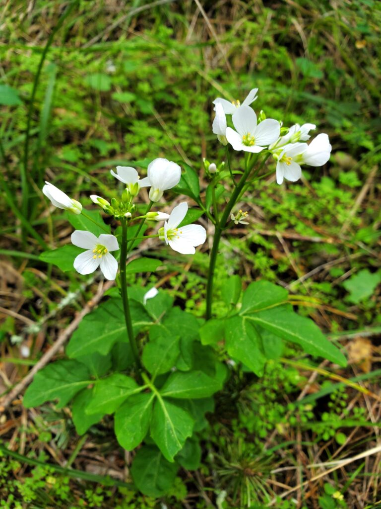 Cardamine californica - milk maids