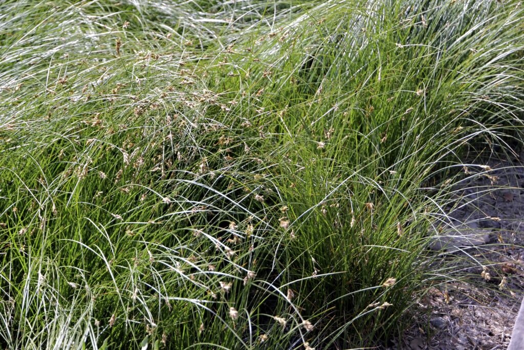 Carex praegracilis - field sedge, clustered field sedge