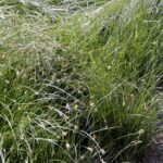 Carex praegracilis - field sedge, clustered field sedge