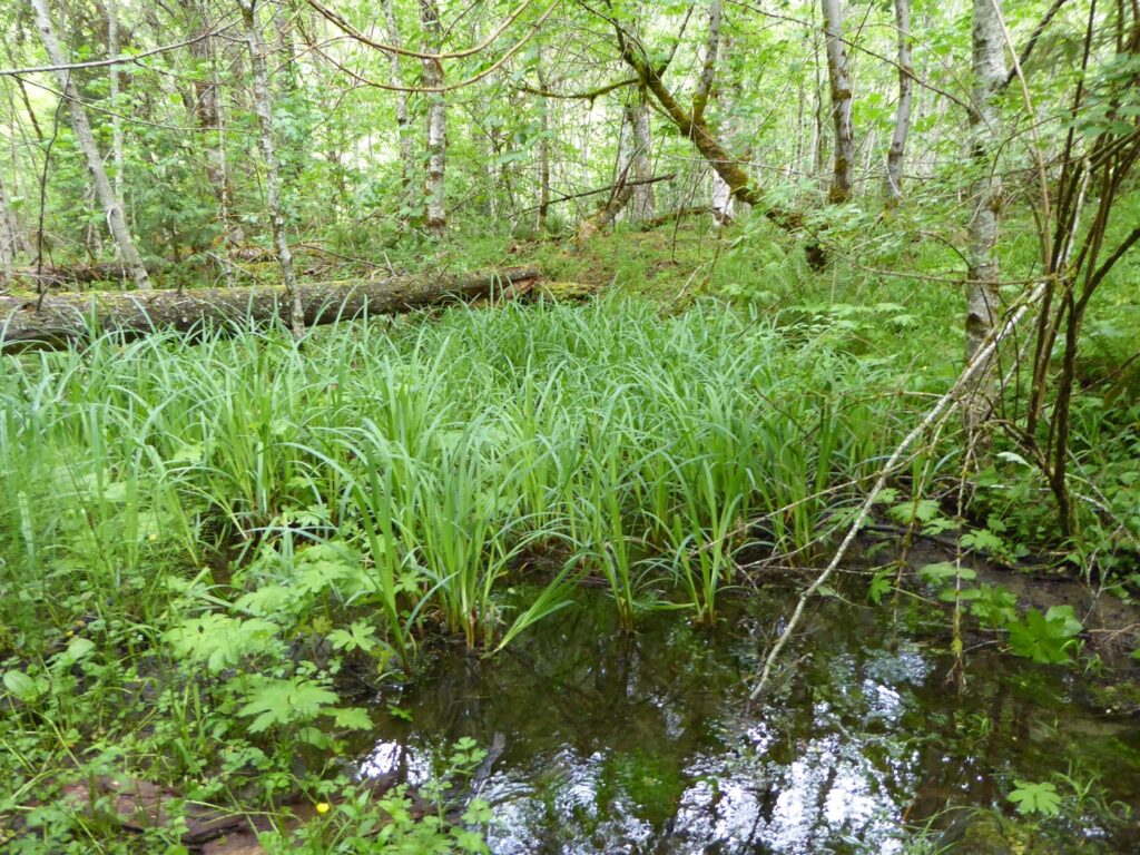 Carex amplifolia - bigleaf sedge