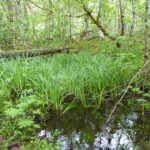 Carex amplifolia - bigleaf sedge