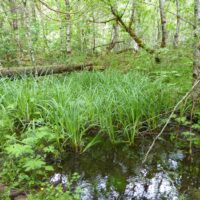 Carex amplifolia