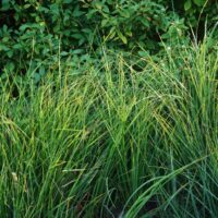 Carex barbarae