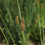 Carex densa - dense sedge