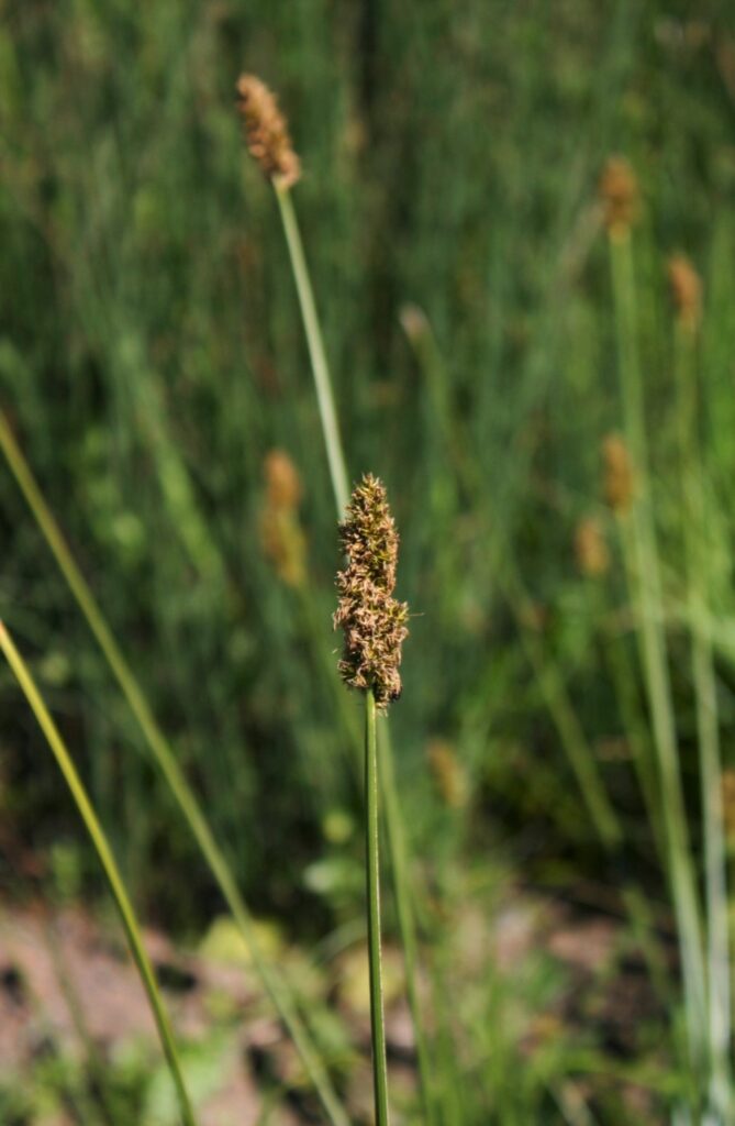 Carex densa - dense sedge