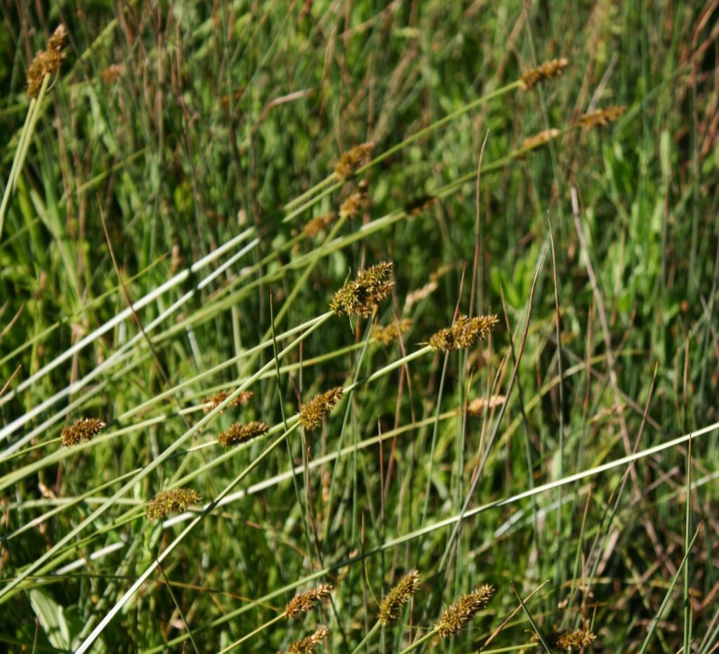 Carex densa - dense sedge