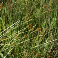 Carex densa