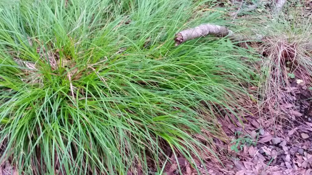 Carex globosa - round-fruit sedge