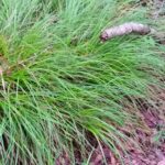 Carex globosa - round-fruit sedge