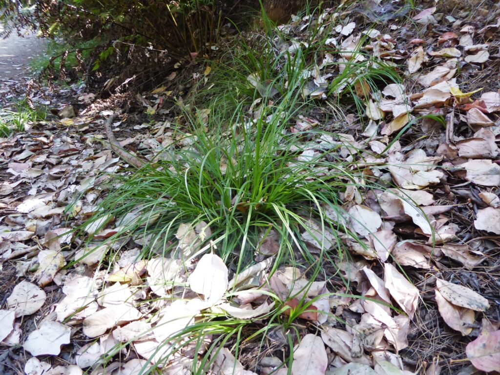 Carex globosa - round-fruit sedge