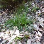 Carex globosa - round-fruit sedge