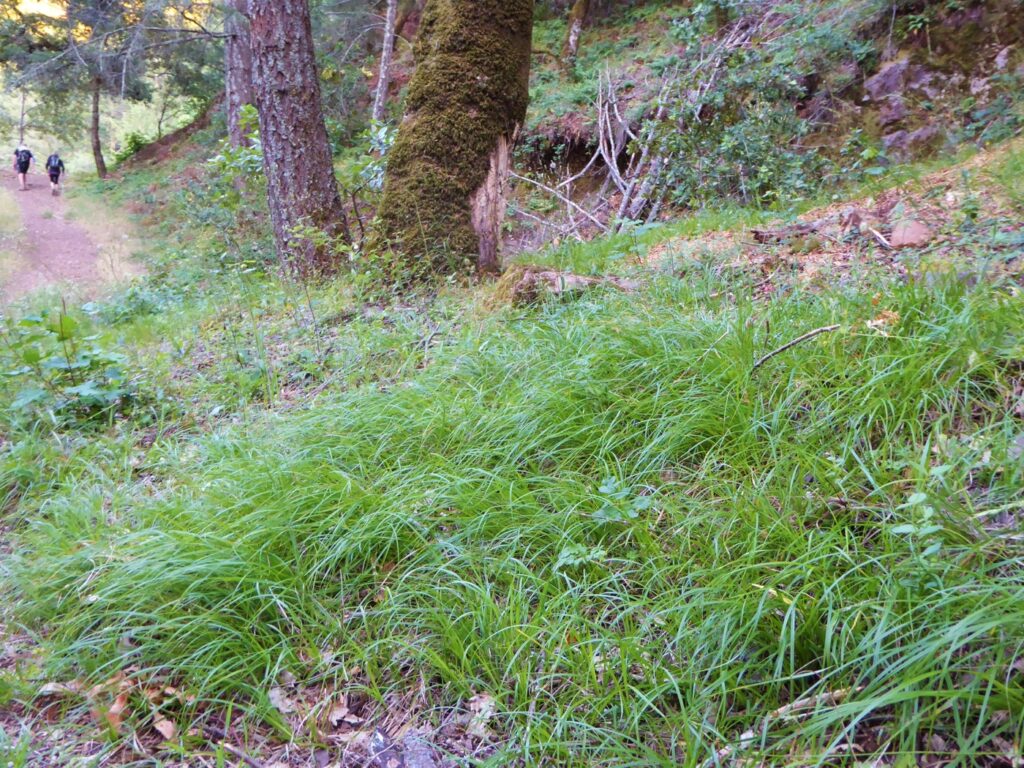 Carex globosa - round-fruit sedge