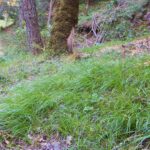 Carex globosa - round-fruit sedge