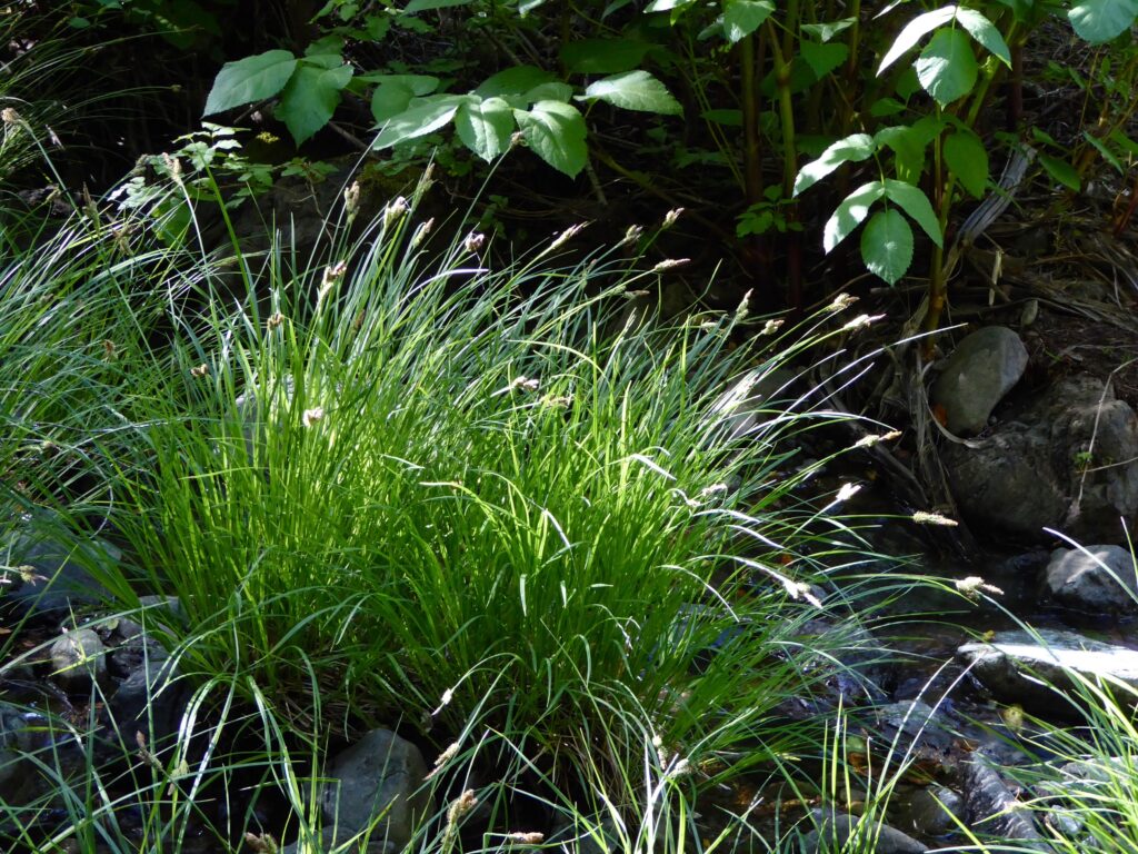 Carex nudata - torrent sedge
