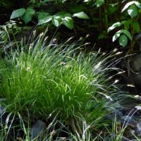 Carex nudata