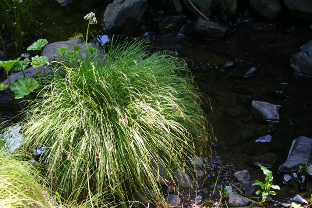 Carex nudata - torrent sedge