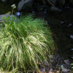 Carex nudata - torrent sedge