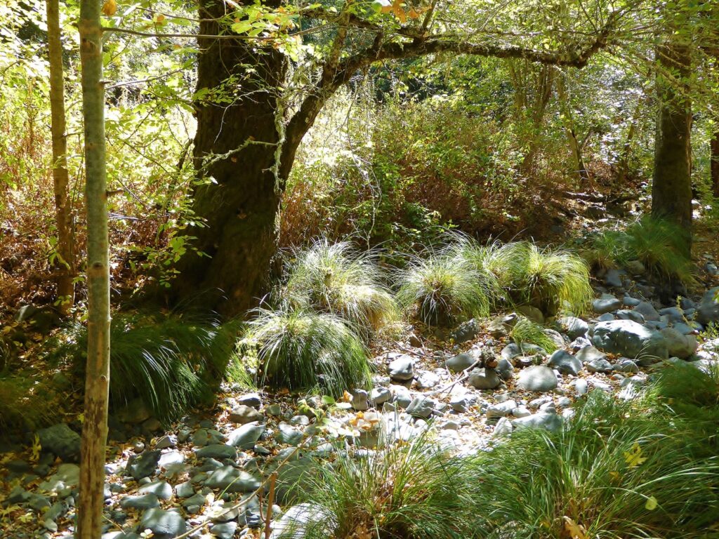 Carex nudata - torrent sedge