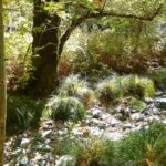 Carex nudata - torrent sedge