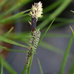 Carex nudata - torrent sedge